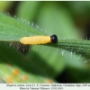 hesperia comma larva1b
